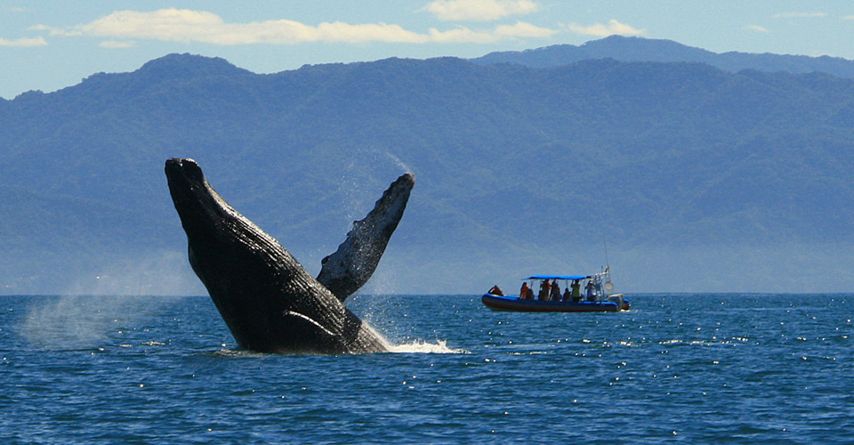 Humpback-Whale-Watching-Ext-MAIN